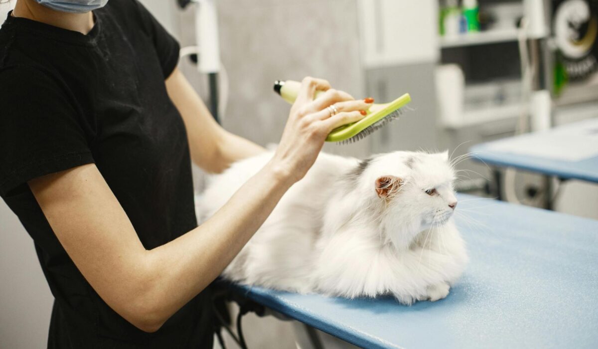 A professional cat groomer brushing a white cat.