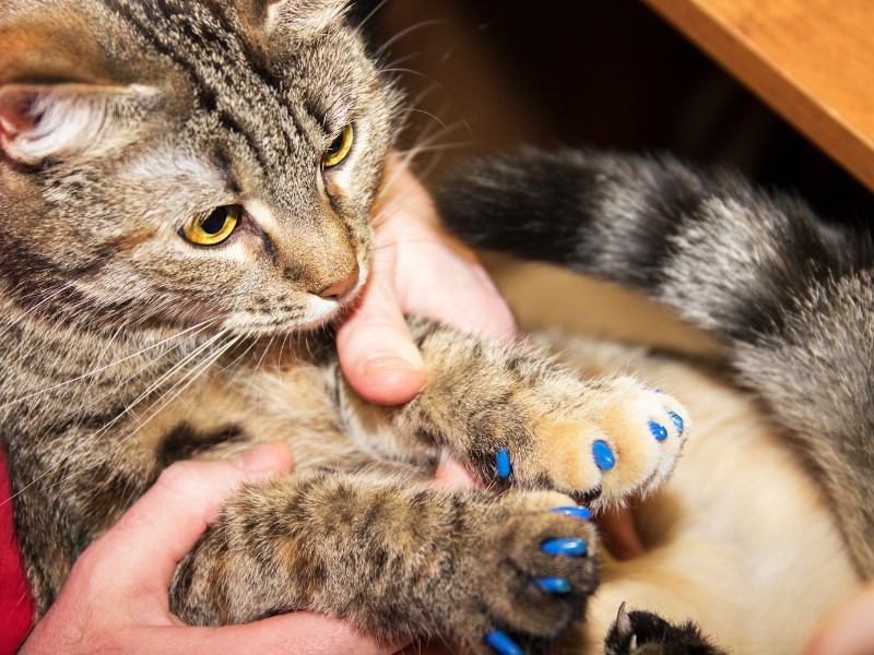 A cat with blue nail caps