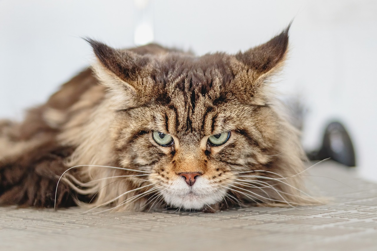 An angry-looking cat