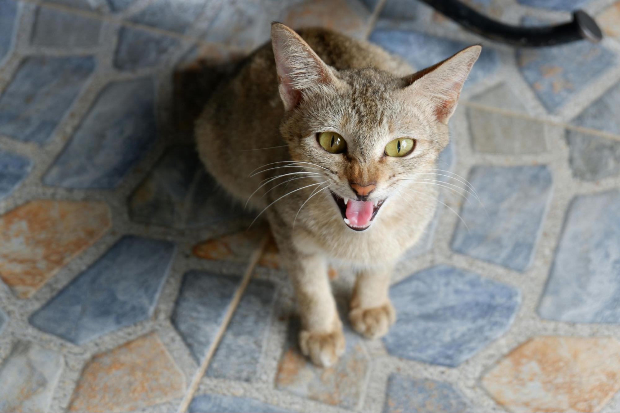 A cat hissing