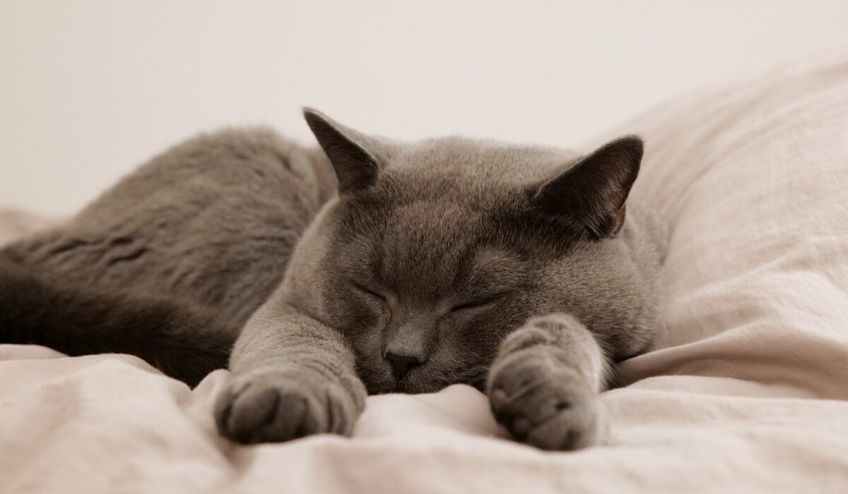 A grey cat sleeping