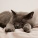 A grey cat sleeping