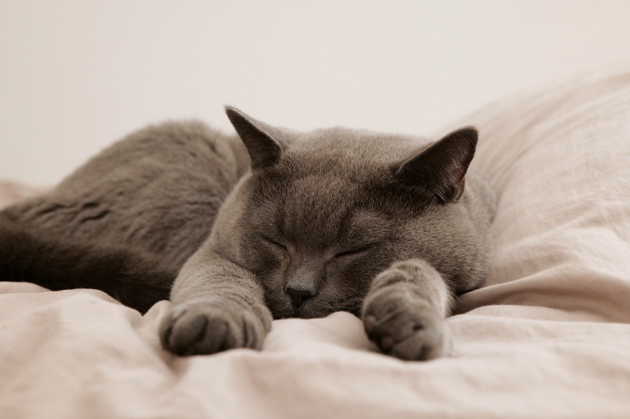 A grey cat sleeping