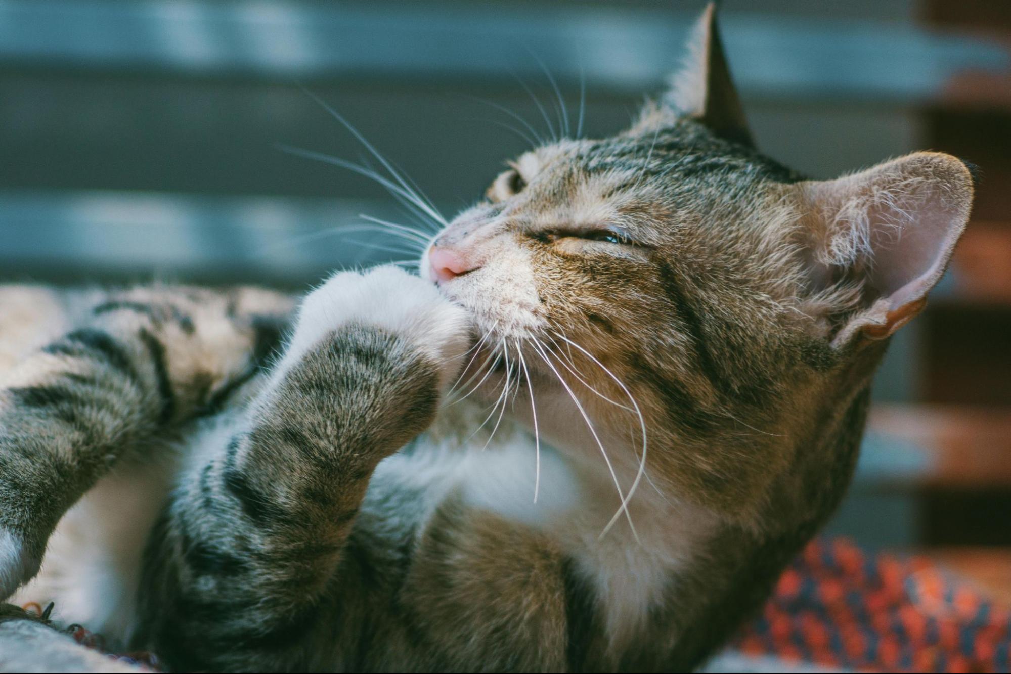 A cat licking its paw