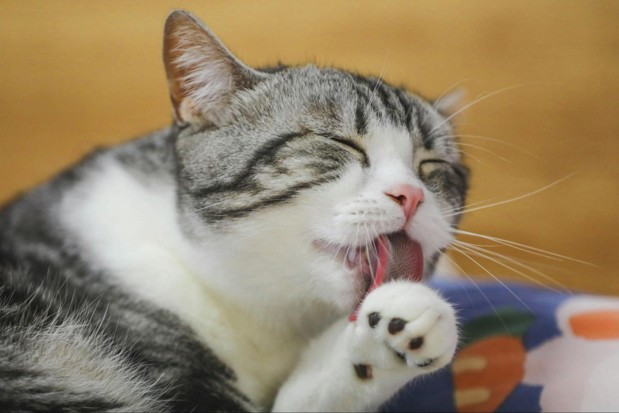 A cat licking its paw