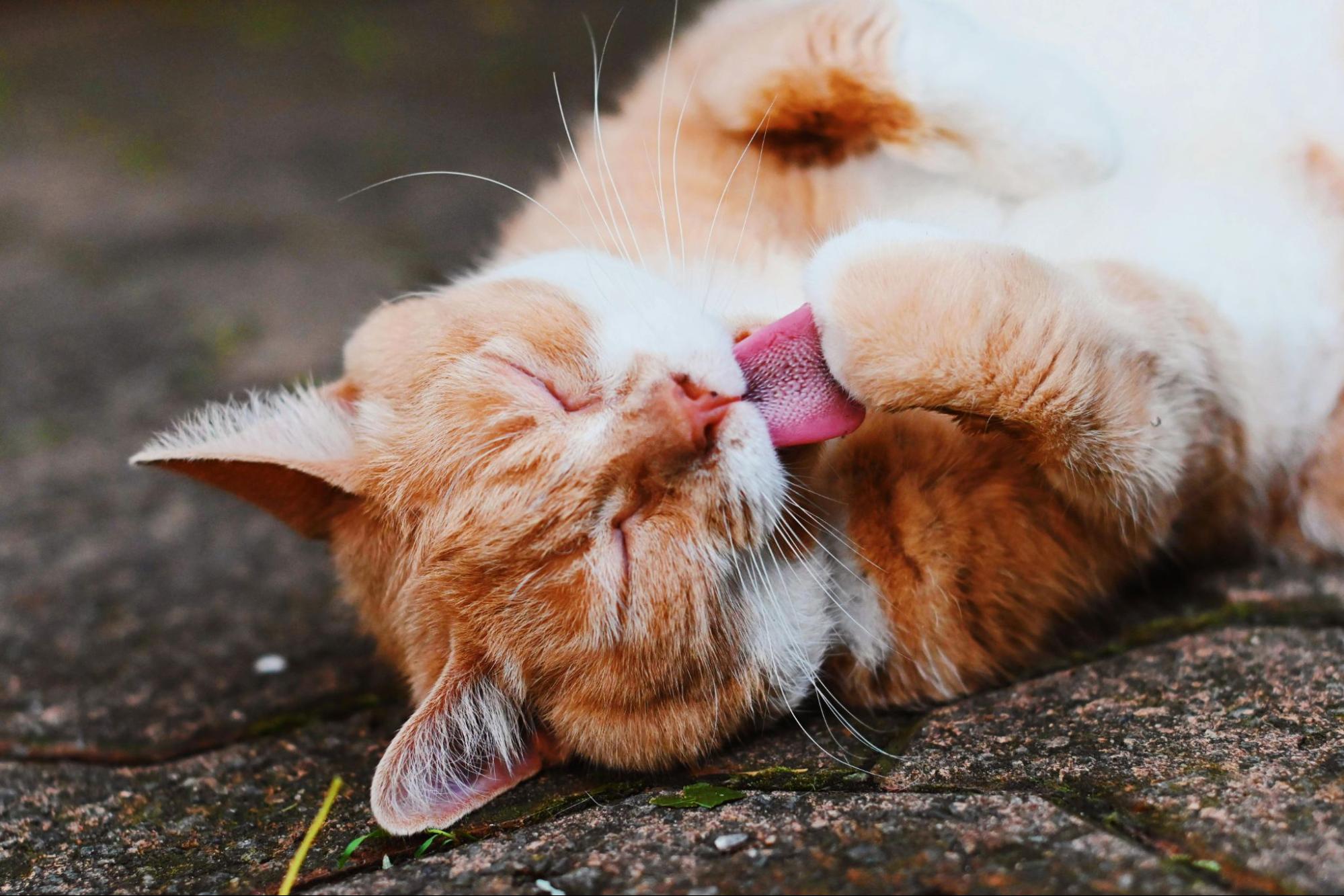 A cat licking its paw