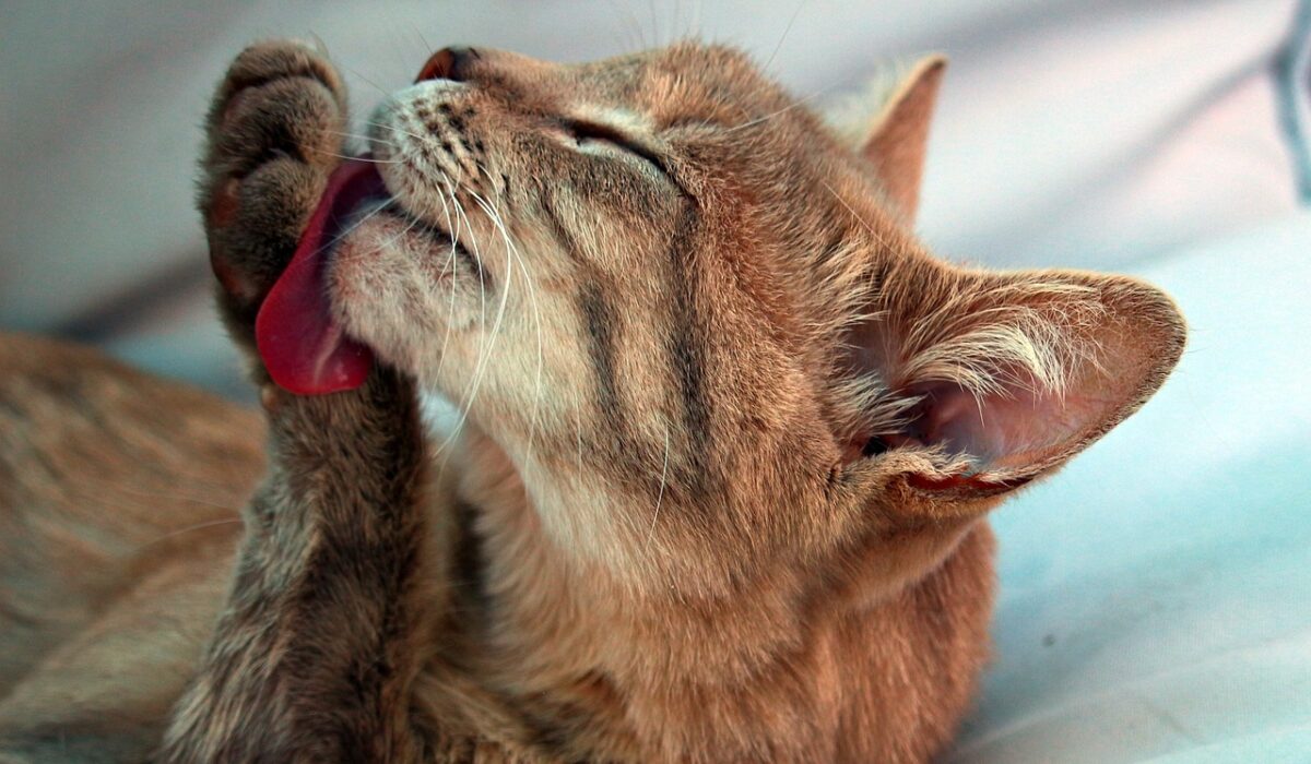 A cat licking its paw