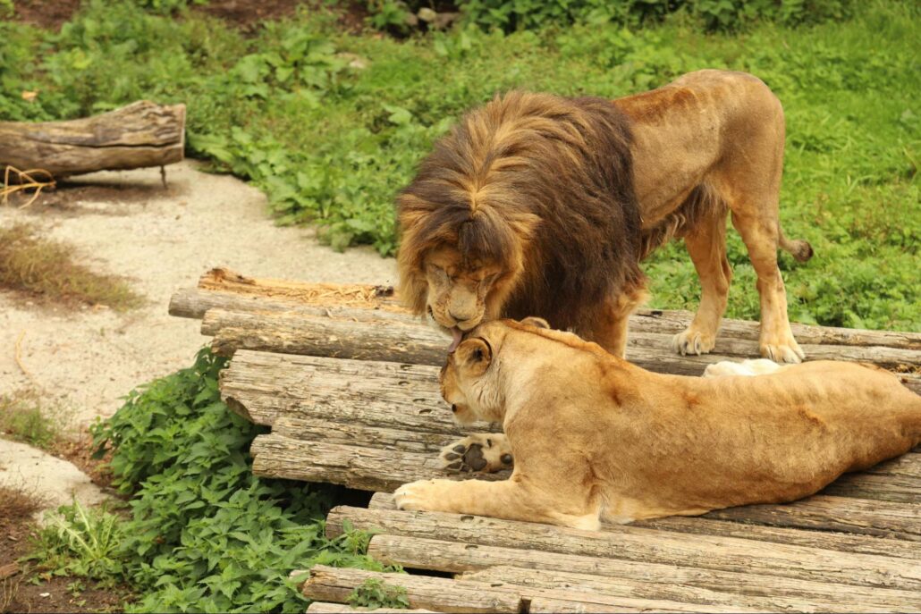 A lion licking a lioness.