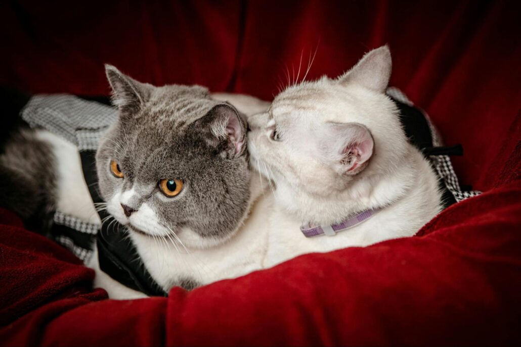 A cat licking another cat's ear.