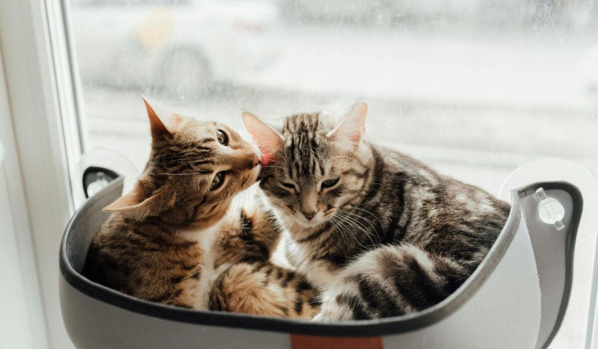 A housecat licking another cat's ear.