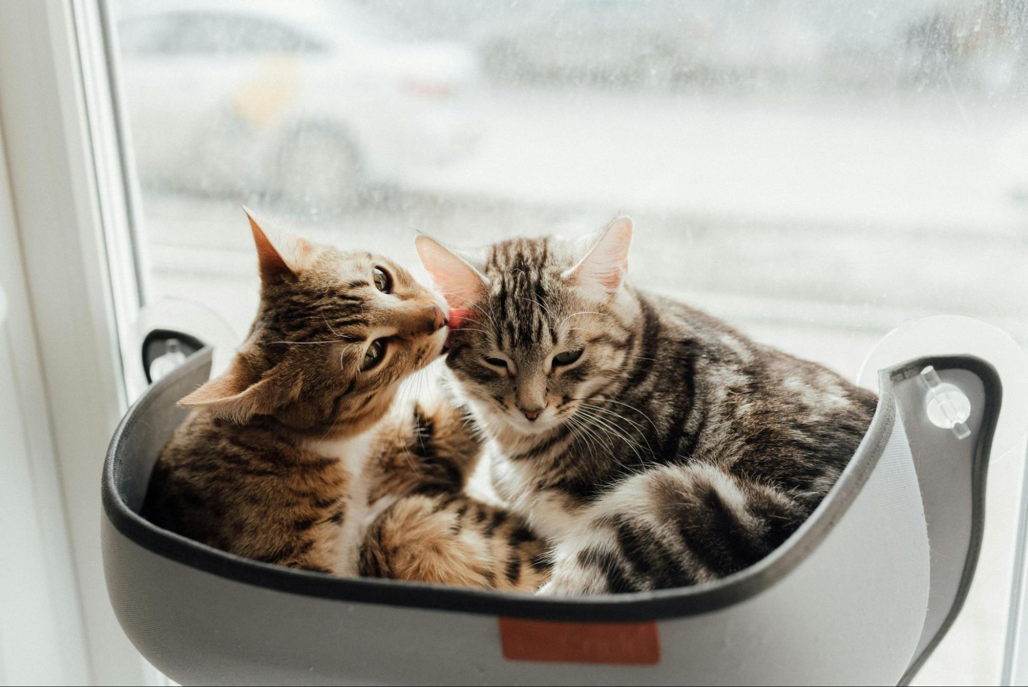 A housecat licking another cat's ear.