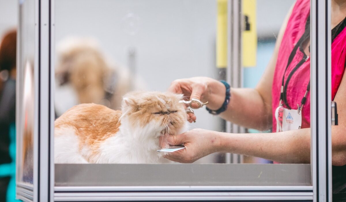 A fancy cat getting professionally groomed