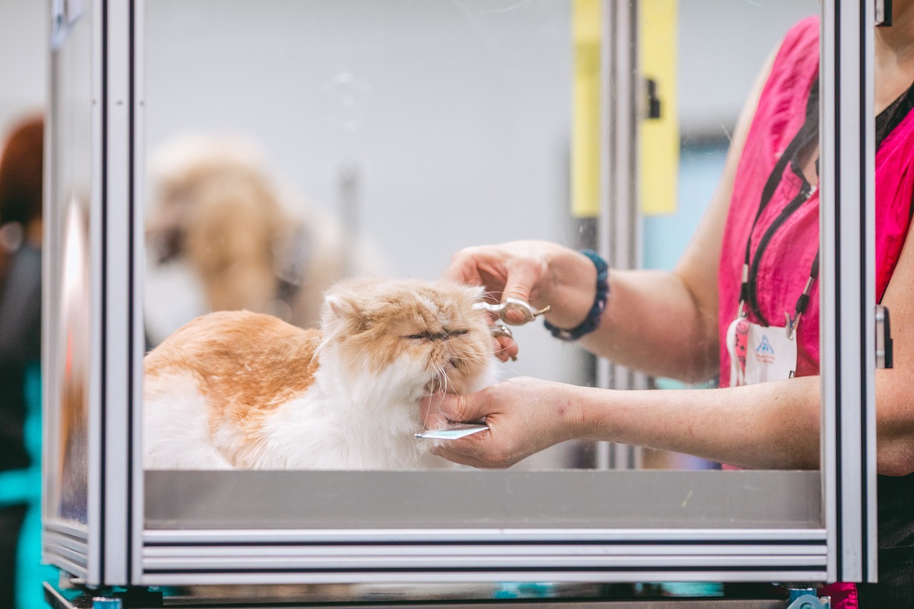 A fancy cat getting professionally groomed