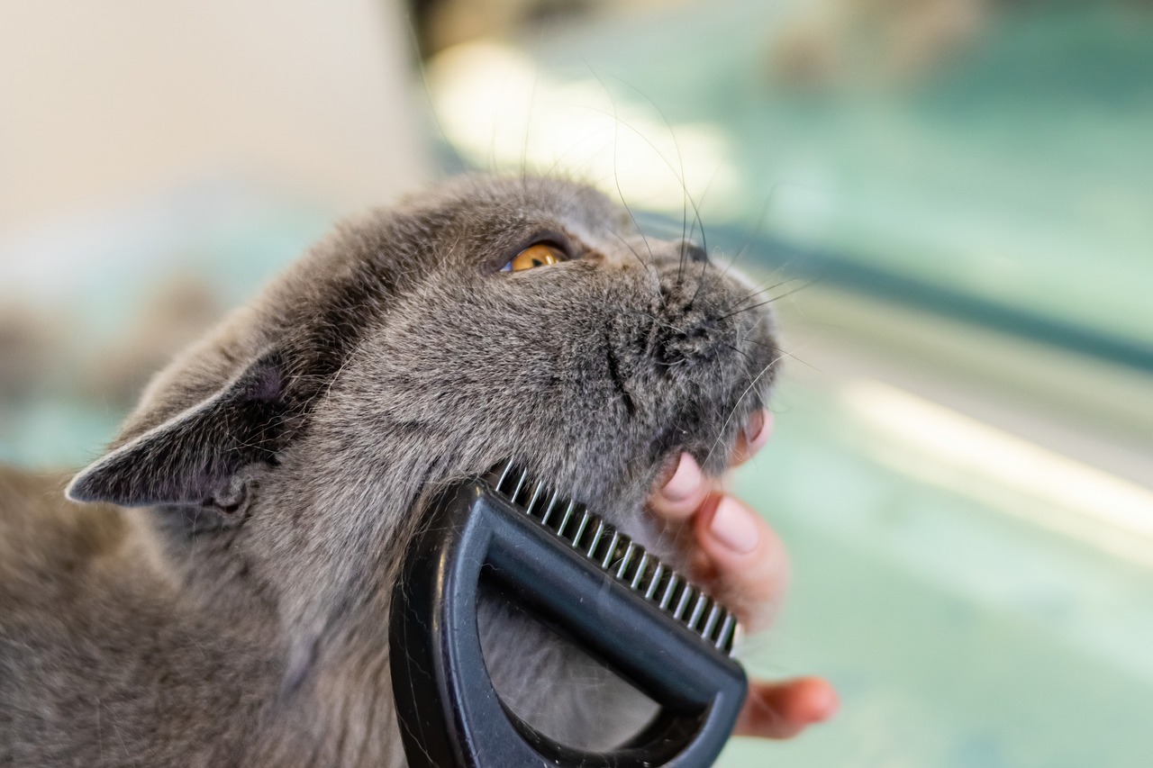 A grey cat getting brushed