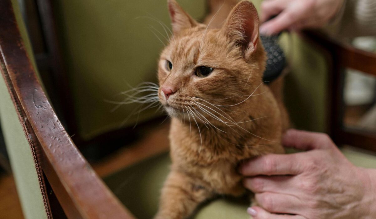 An orange cat with dandruff getting brushed