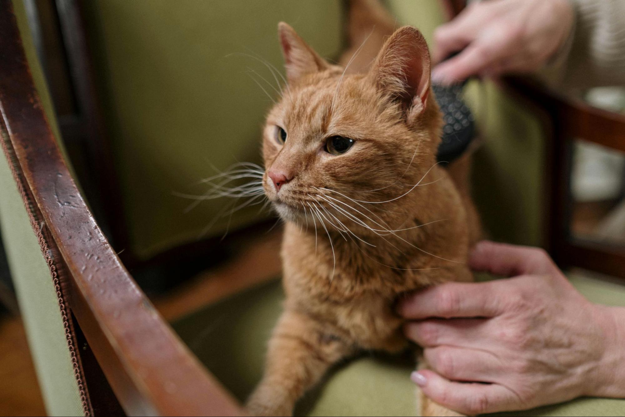 An orange cat with dandruff getting brushed