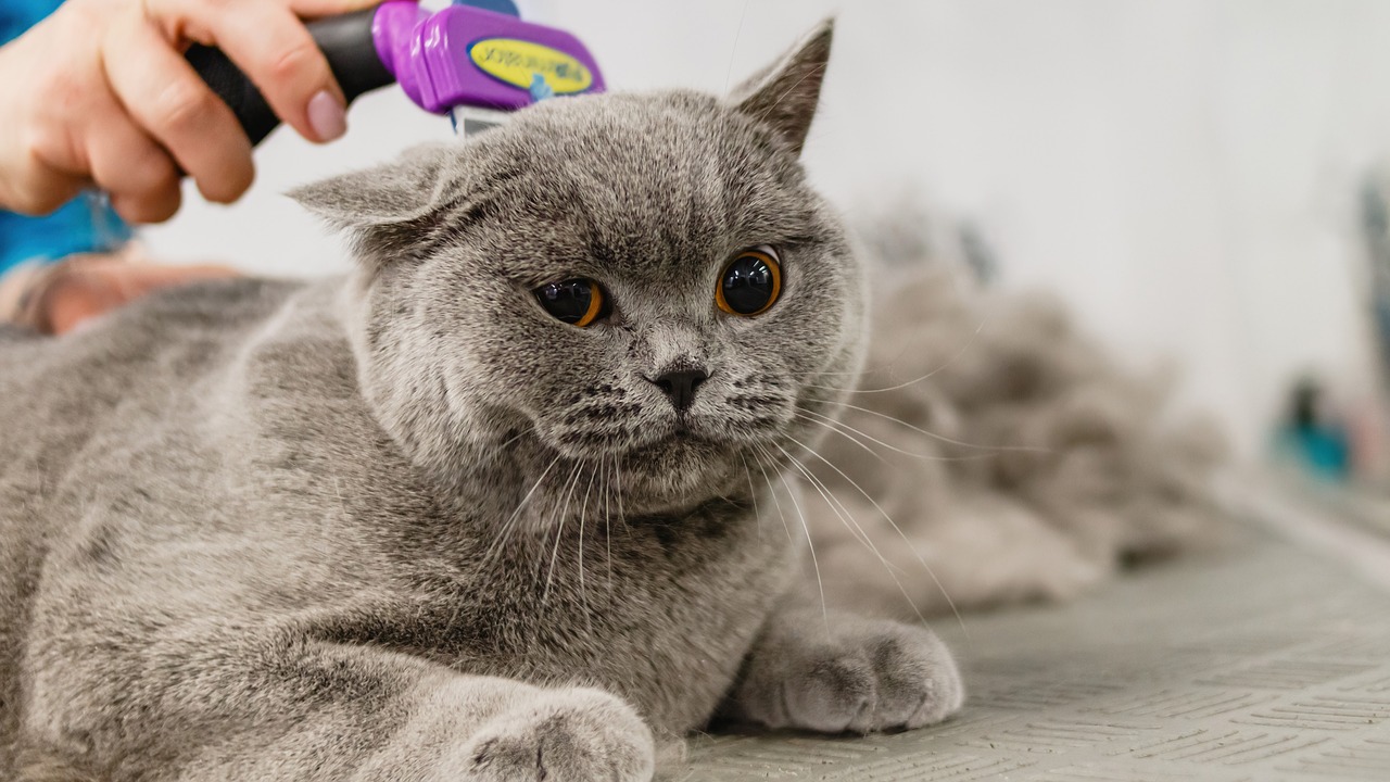 A grey cat getting brushed with a deshedding tool