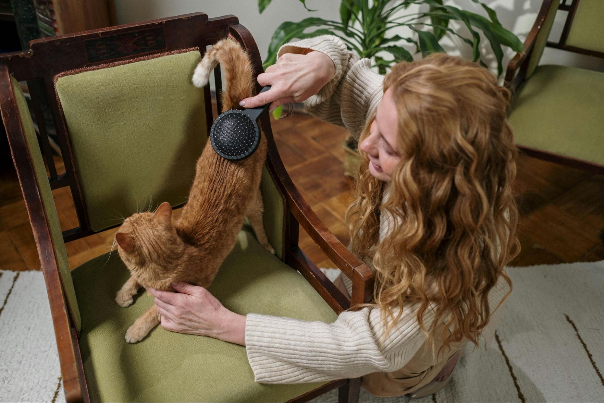 A woman brushing her orange cat at home