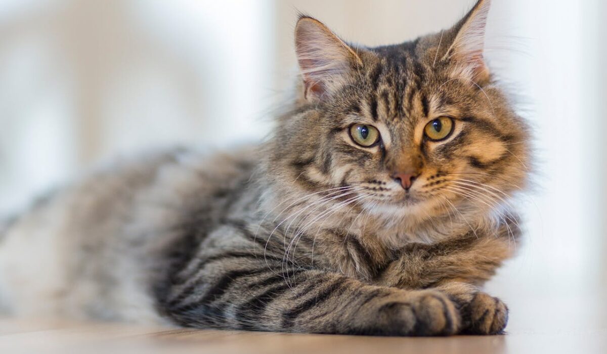 A long-haired cat