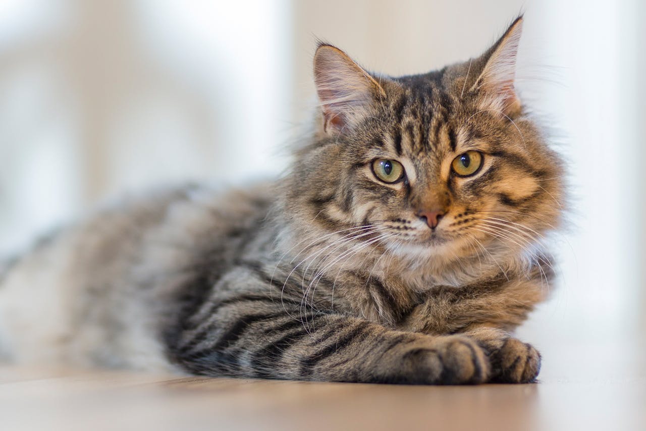 A long-haired cat