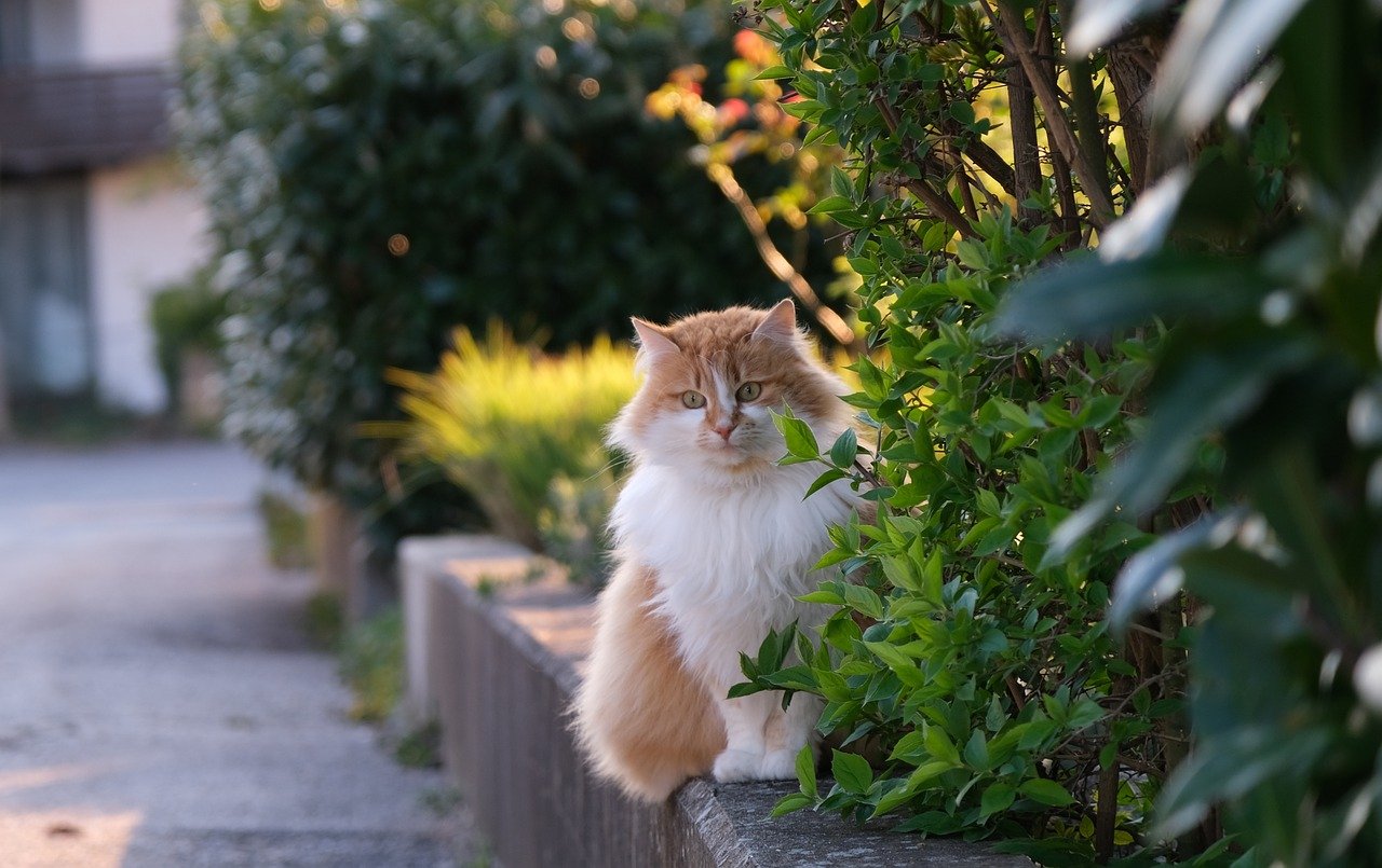 A long-haired orange cat sitting in the garden