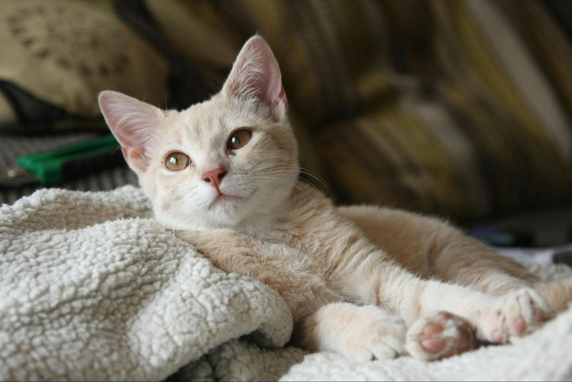 A yellow kitten laying in a blanket