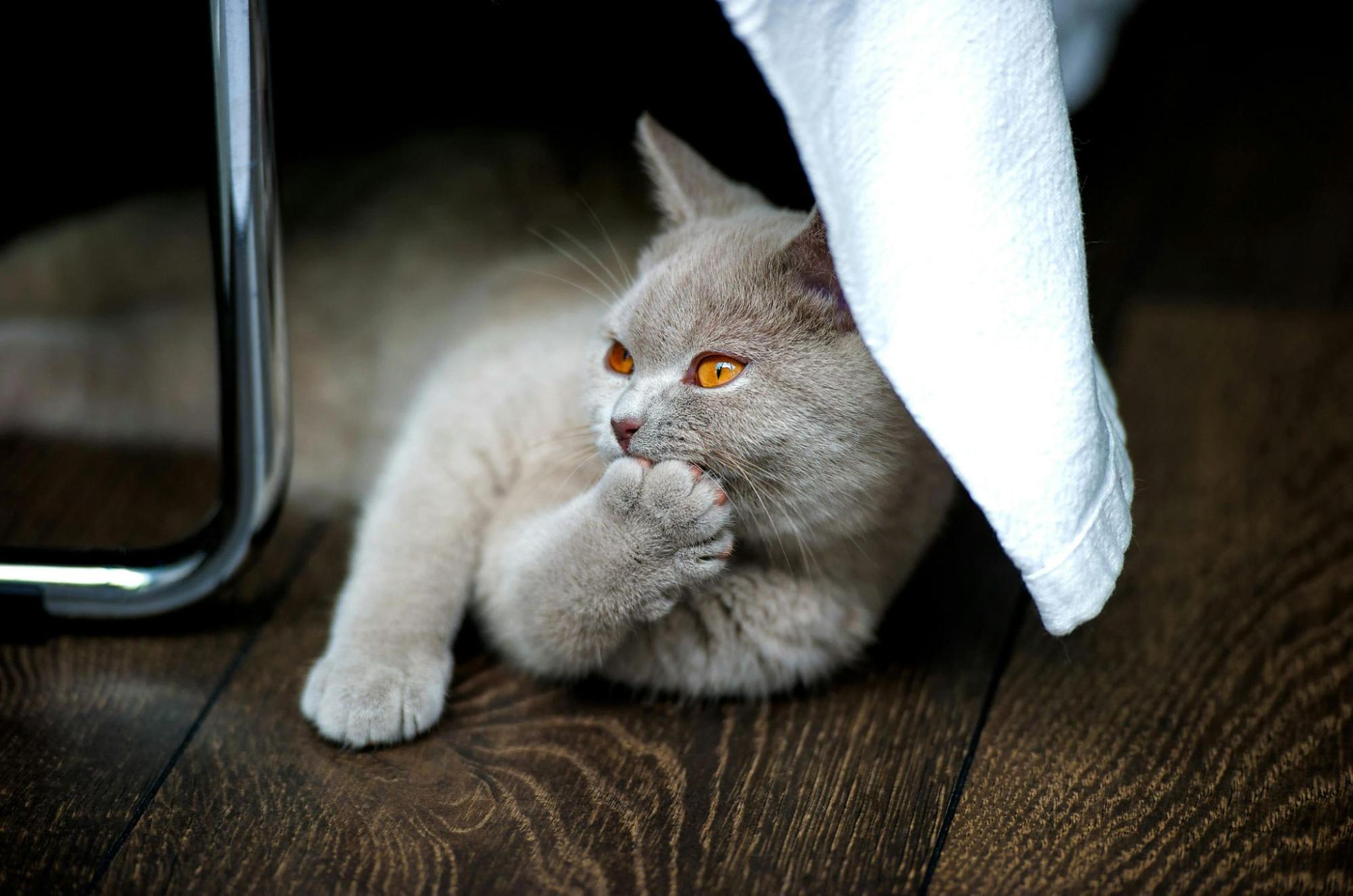 A grey cat licking its paw