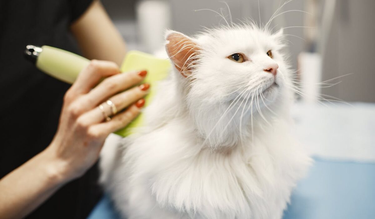 A professional cat groomer brushing a white cat