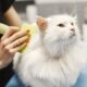 A professional cat groomer brushing a white cat