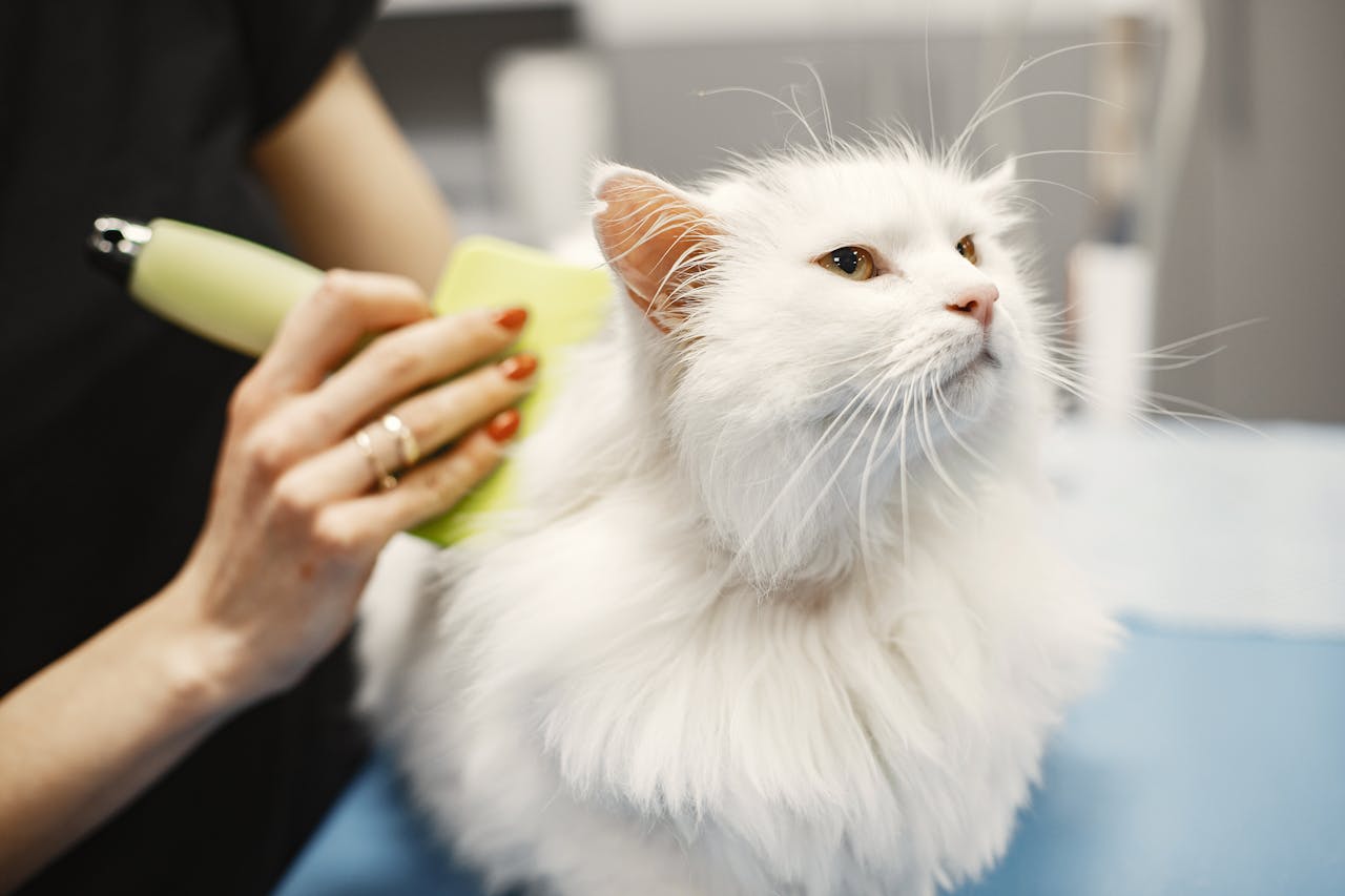 A professional cat groomer brushing a white cat