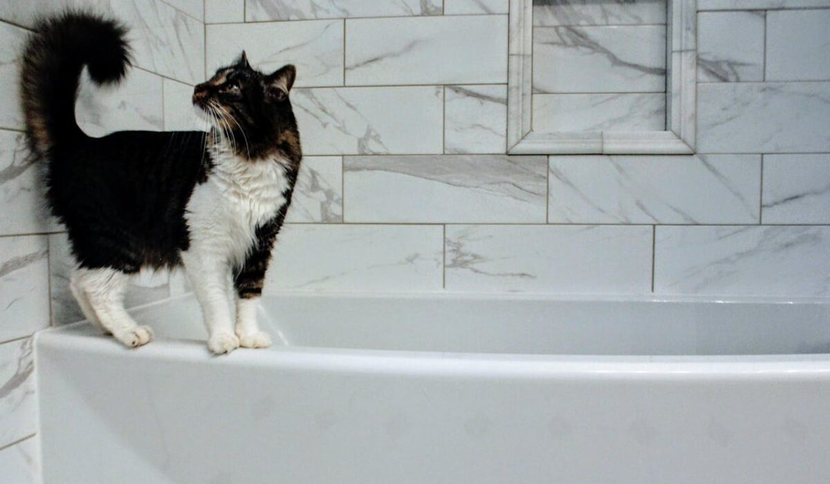 A black and white cat standing on the ledge of a bathtub