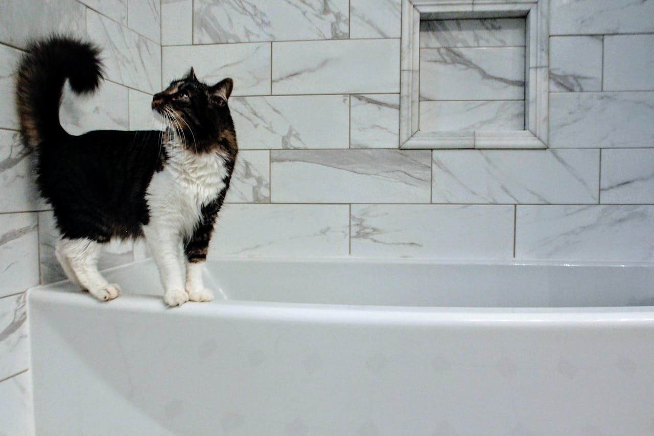 A black and white cat standing on the ledge of a bathtub