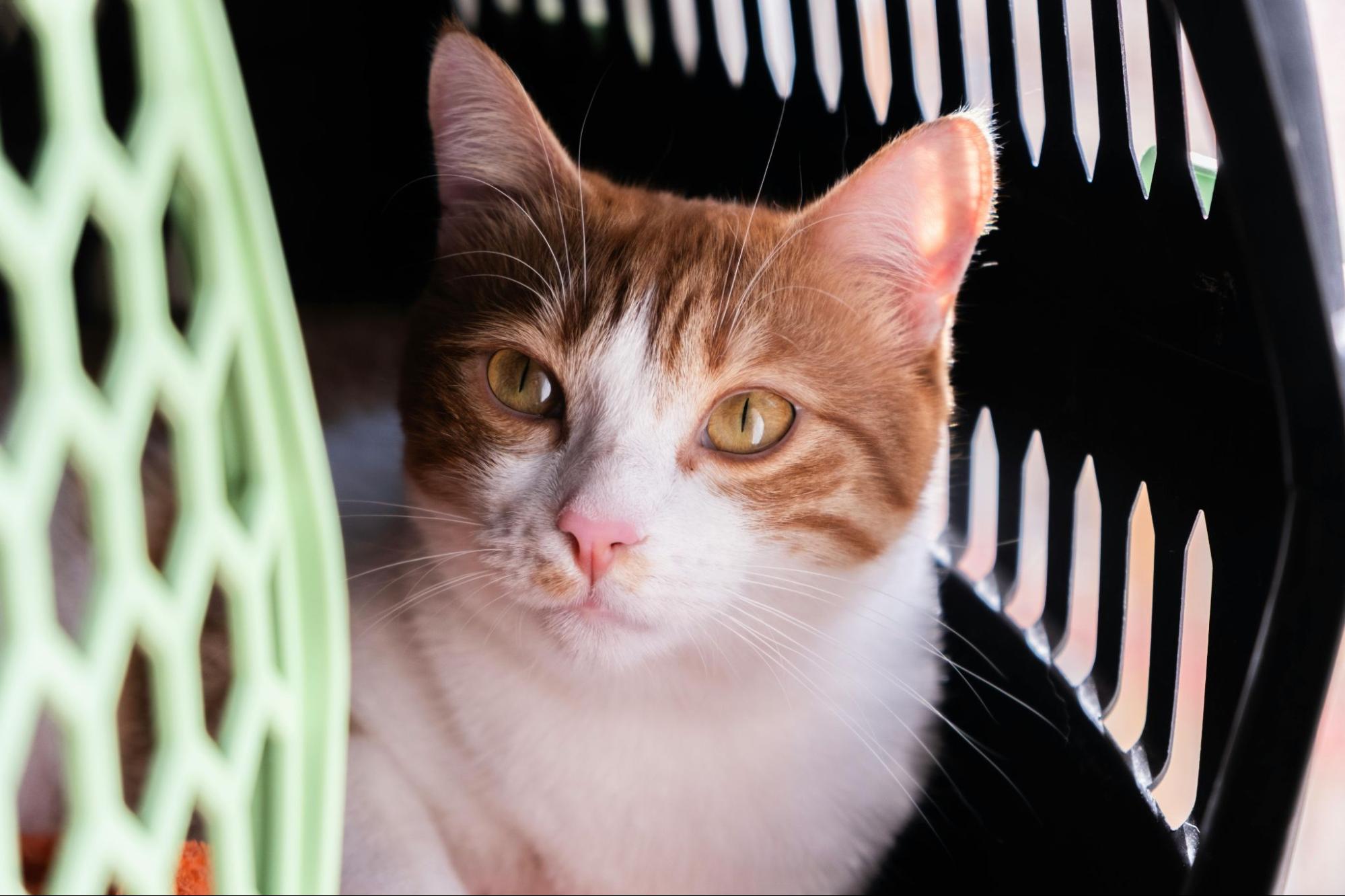 An orange and white cat in a carrier