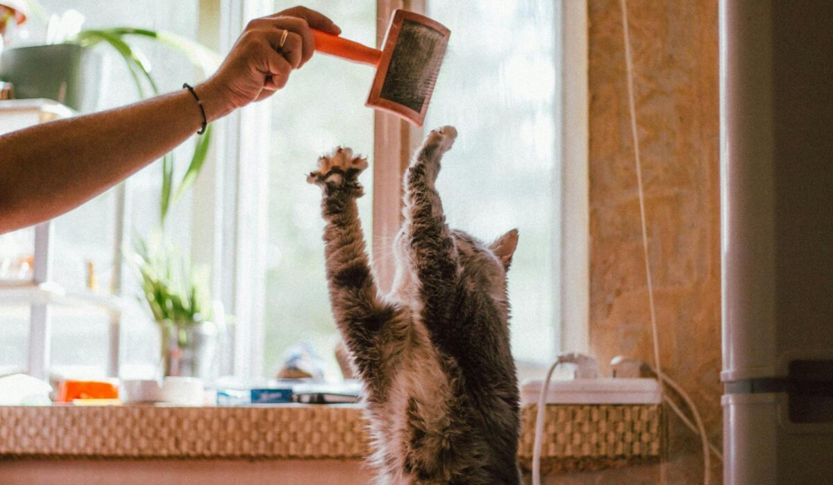 A house cat playing with a brush.