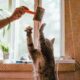 A house cat playing with a brush.