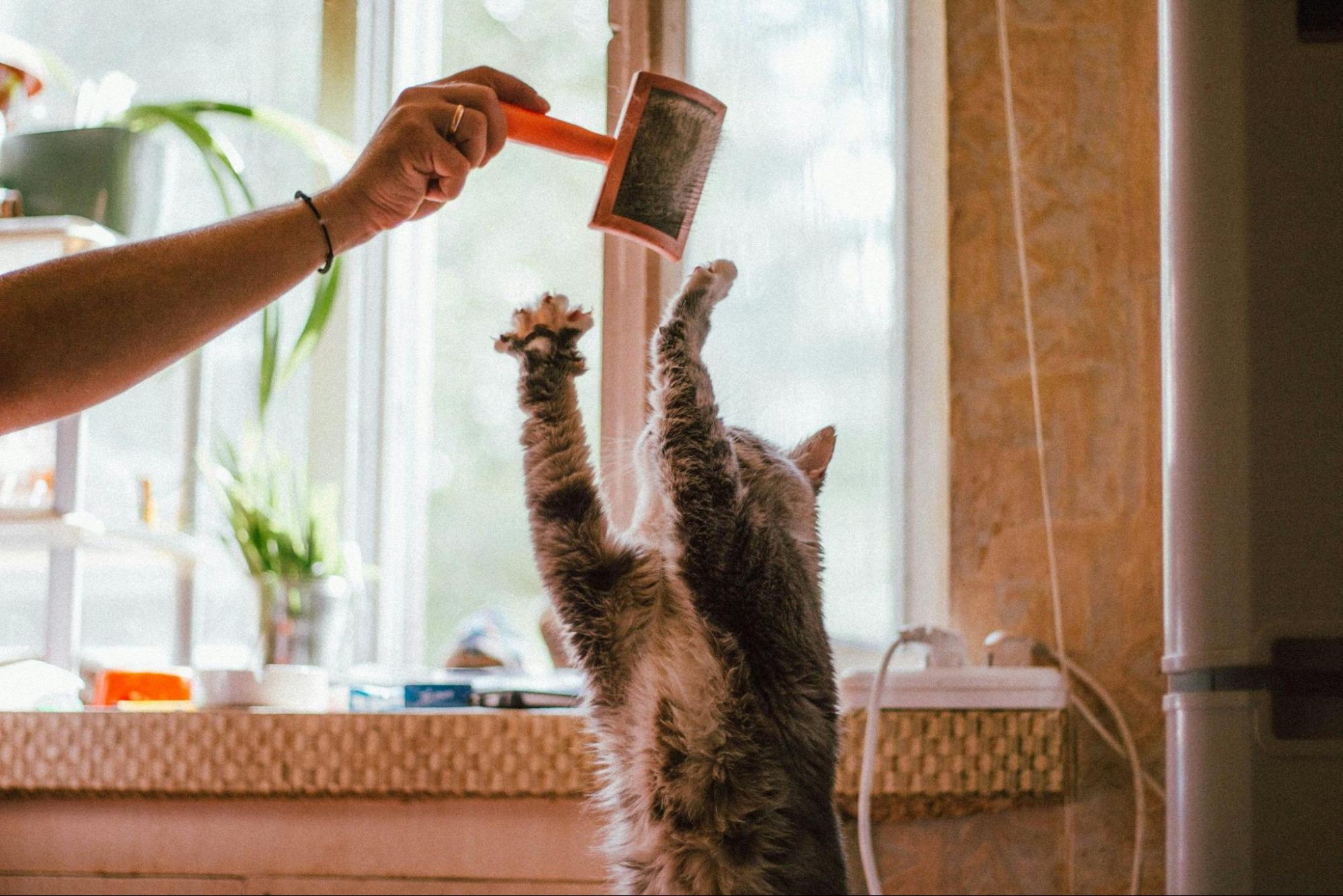 A house cat playing with a brush.