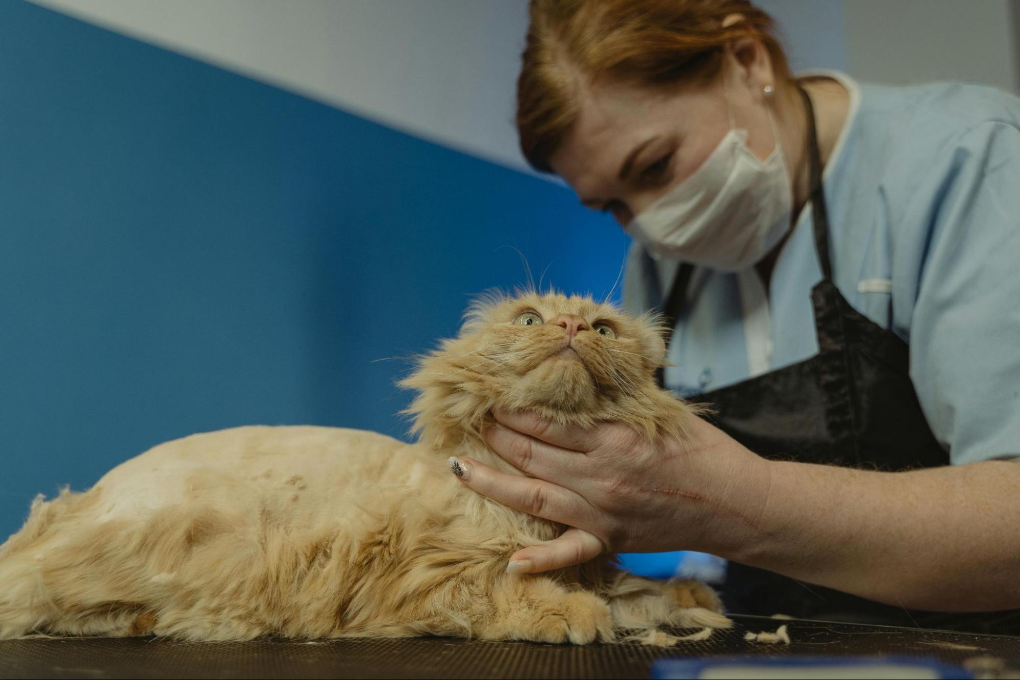 An orange cat getting professionally groomed.