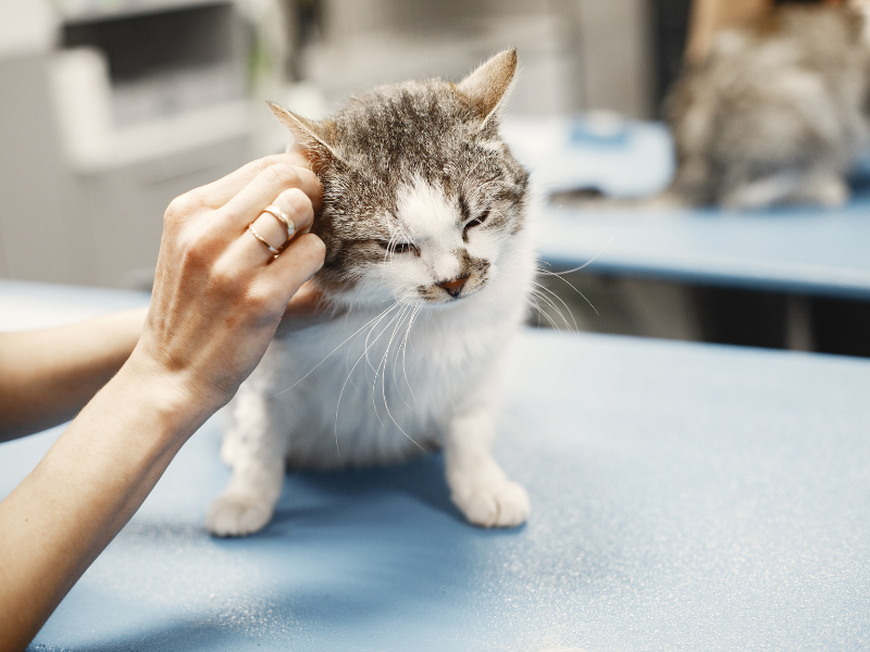 A veterinarian cleaning a cat's ears