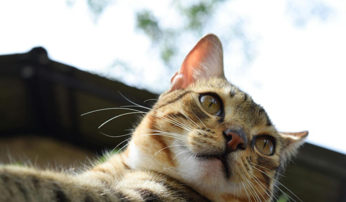 A cat with clean ears shining in the sun