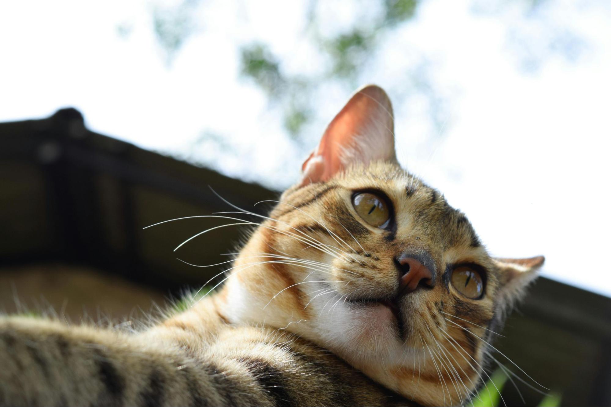 A cat with clean ears shining in the sun