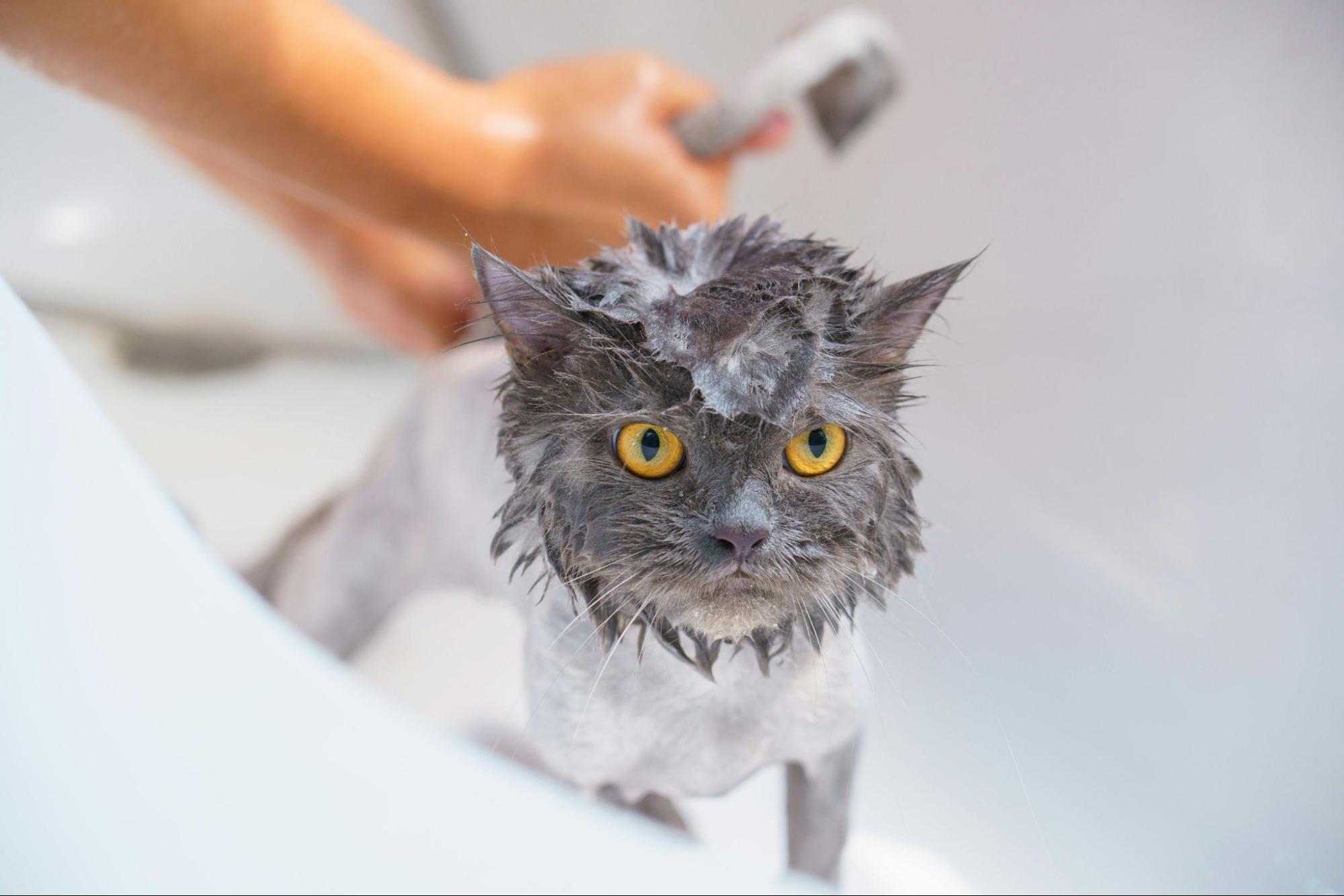 A grey cat getting a bath