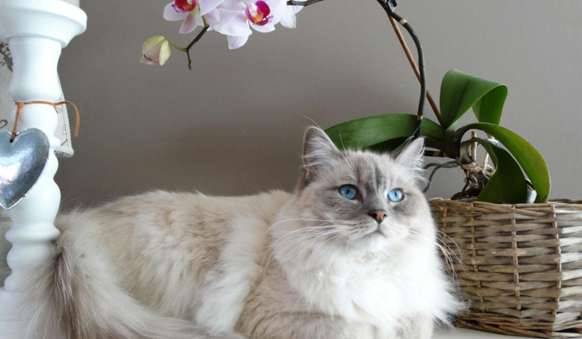 A long haired cat sitting by flowers