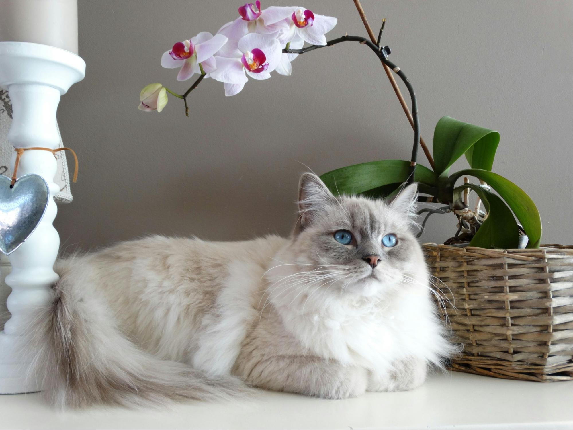 A long haired cat sitting by flowers