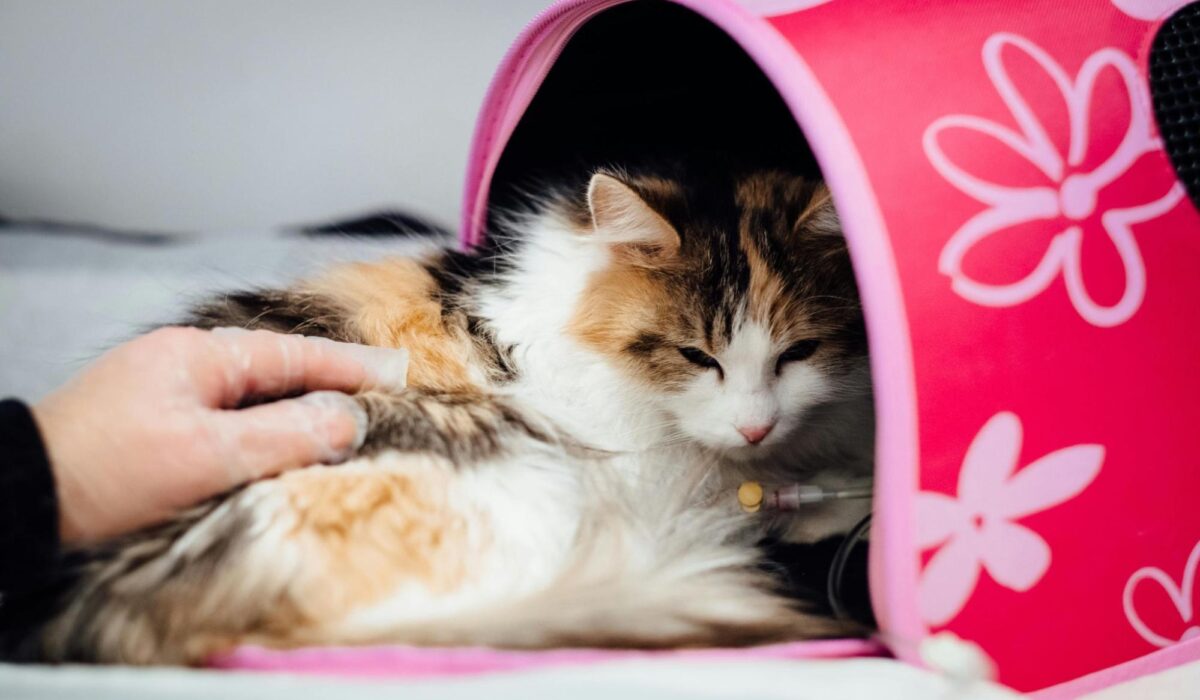 A cat getting in a pink cat carrier