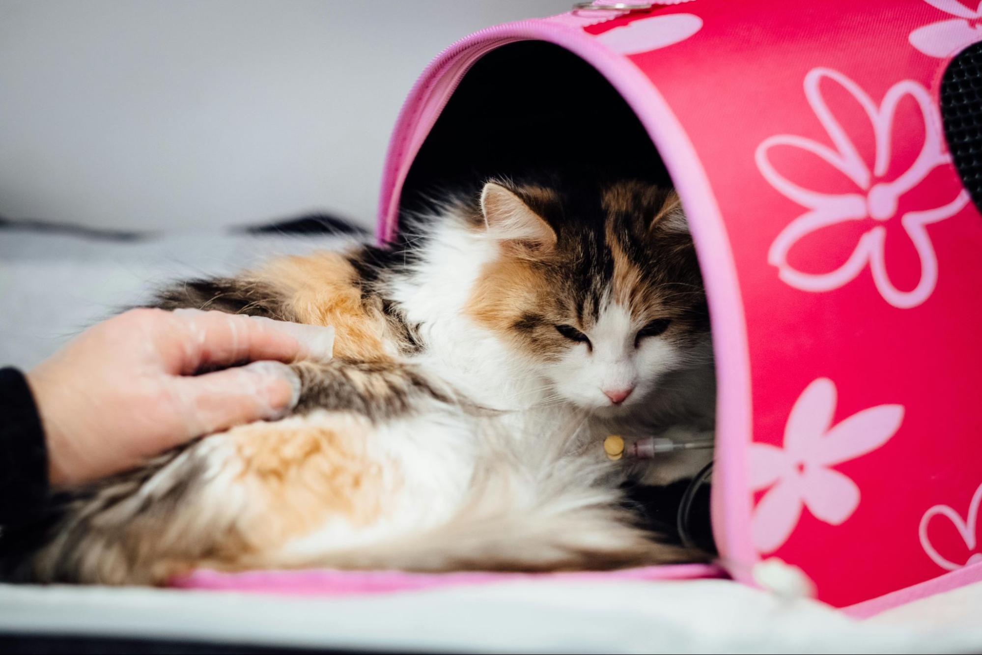 A cat getting in a pink cat carrier