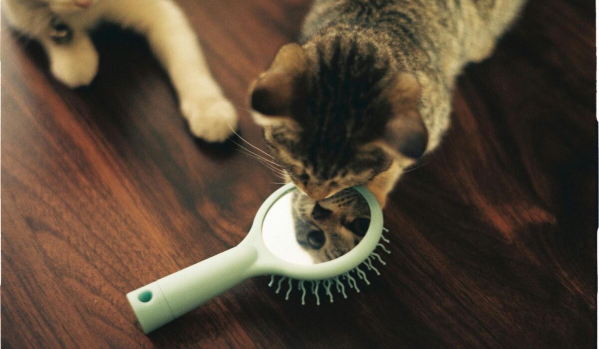 A cat looking at itself in the mirror